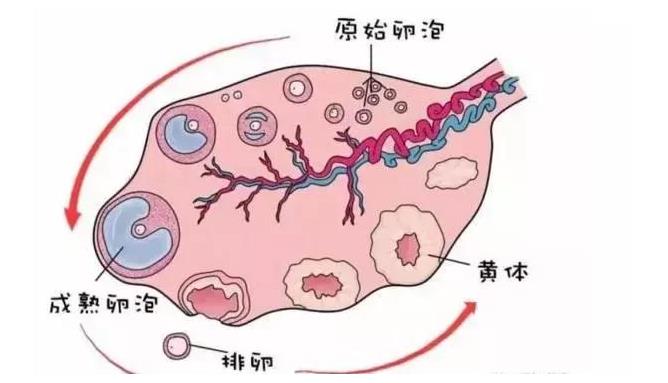 什么样的卵泡是优质卵泡 提高卵子质量的方法