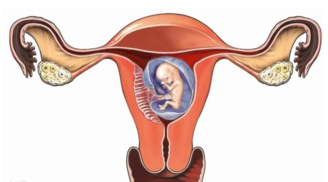 什么是单角子宫 单角子宫怀孕几周最危险