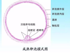 卵泡发育会影响怀孕吗 备孕吃什么促进卵泡生长