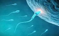 男性精子活力低有哪些表现 精子活力低能怀孕吗