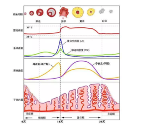 在排卵期同房为什么还没怀孕 夫妻同房后多久能受孕