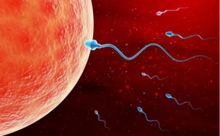 排卵监测什么时候做合适 排卵期怎样才能怀孕