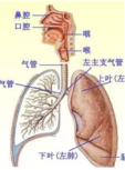 宝宝在喝奶的过程中呛奶怎么办 孩子呛奶怎么急救2018