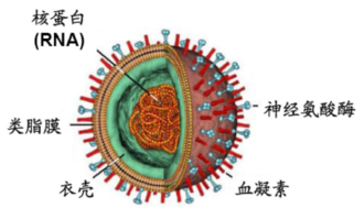 宝宝乙流弱阳性怎么回事 流感可以化验血查出来吗