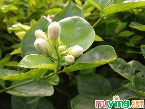 孕妇能喝茉莉花茶吗